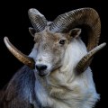 The Personality Traits of an Aries: Understanding the Fiery Sign