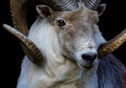 The Personality Traits of an Aries: Understanding the Fiery Sign